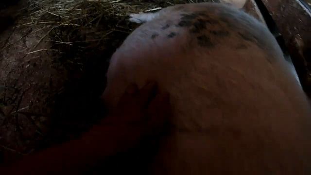 ВСПАХАЛ ЗЕМЛЮ//ПОПОЛНЕНИЕ В ХОЗЯЙСТВЕ//ЗАБОР//деревенские будни смотреть онлайн