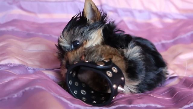 MVI 5389Щенок мини йоркшир-терьера продаётся смотреть онлайн