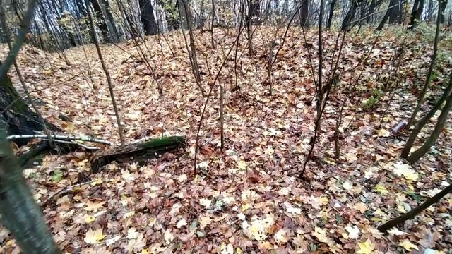 ЛЕСНАЯ ПРОГУЛКА С ДЕТЬМИ В ОСЕННЕМ ЛЕСУ. смотреть онлайн
