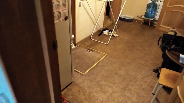 Кот,который приносит игрушку! смотреть онлайн