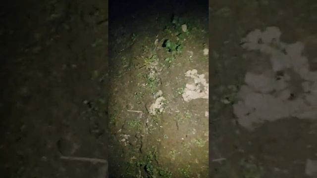 Охота на медведку. Как самец зазывает самок. смотреть онлайн