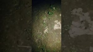 Охота на медведку. Как самец зазывает самок.