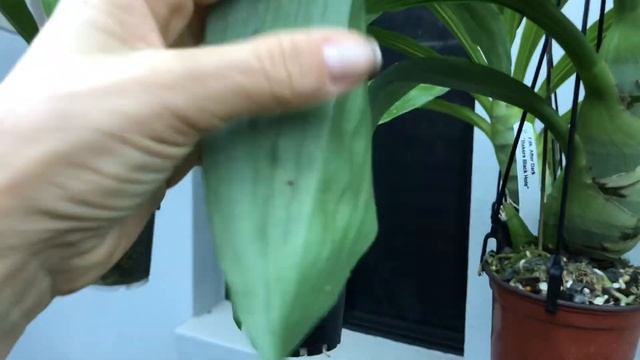 Мои катасетумы( Catasetum,Cycnodes...)