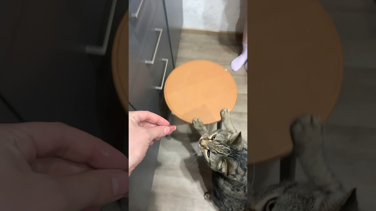 Кормите своих пушистиков когда готовите? смотреть онлайн