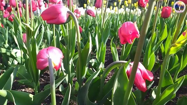 С чего начинался парад тюльпанов? смотреть онлайн