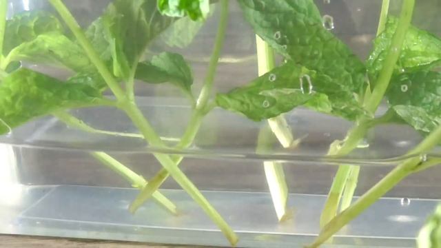 Как вырастить мяту на подоконнике? | выращиваем мяту дома, в горшке, из веточки с листиками смотреть онлайн