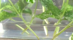 Как вырастить мяту на подоконнике? | выращиваем мяту дома, в горшке, из веточки с листиками