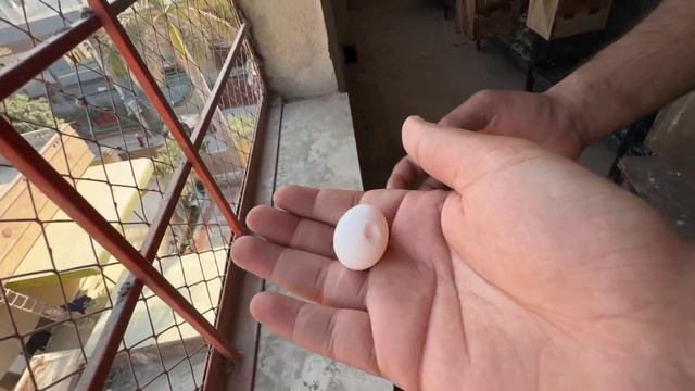Bht Sara Nayab Parrots Surprise Gift Mila 🦜 смотреть онлайн