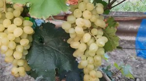 НОВИНКА!!! ГФ Винограда ИРИСКА к-ш. ( Калугин В.М.). 11.08. 2023г.