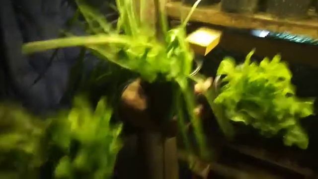 Выращивание зелени в подземной теплице