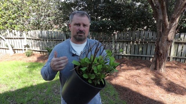 Planting A Hydrangea Serrata 'Blue Bird' - Mountain Hydrangea