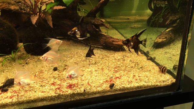 Мой Аквариум 100 Л. Кормим Рыбу. Опять Борода?... смотреть онлайн