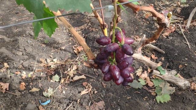 Виноград Красная пуля (Сюзанна) смотреть онлайн