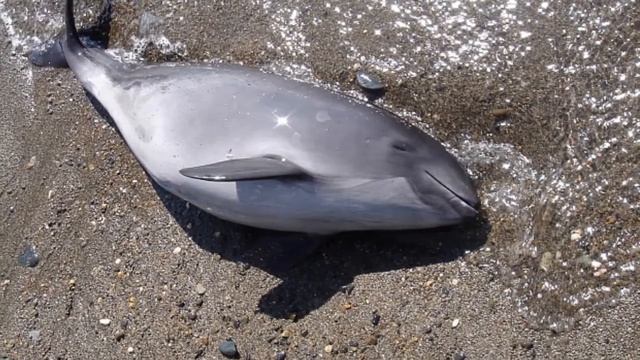 Сухум (Sukhumi) - АБХАЗИЯ (ABKHAZIA) ///Города мира смотреть онлайн