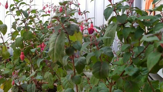 Как ухаживать за фуксией!☝️☝️☝️ смотреть онлайн