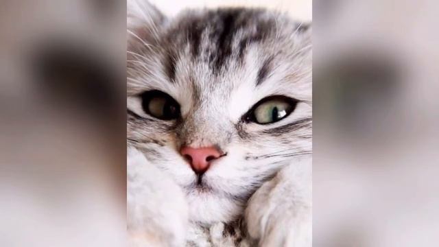 Первая попытка. Видио-картинки про котят смотреть онлайн