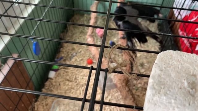 Обычная серая ворона Василиса! Свинка! смотреть онлайн