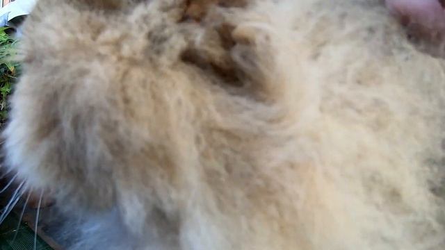 いろんな場面でシッポの振り方を変えるペルシャ猫のひとみです。 смотреть онлайн