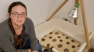 Щенкам мини аусси 10 дней. Как выросли щенки овчарки