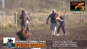 PLUMA DORADA Potrerillo 263-2022