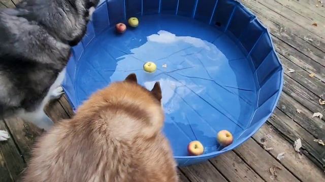 Huskies Go Apple Bobbing To Celebrate Halloween Season смотреть онлайн