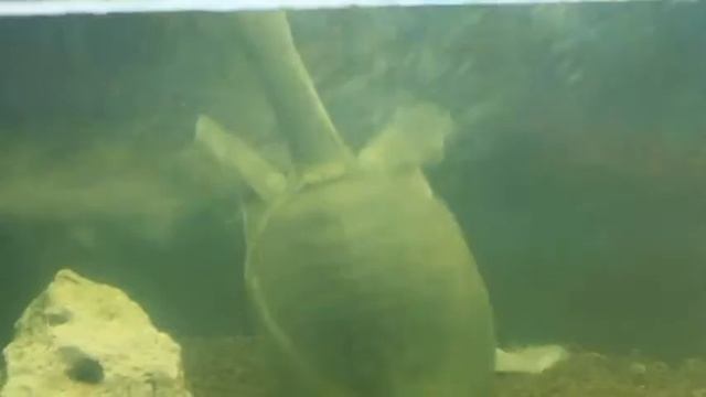 ANIMAL RECORDS: Мягкотелый трионикс смотреть онлайн