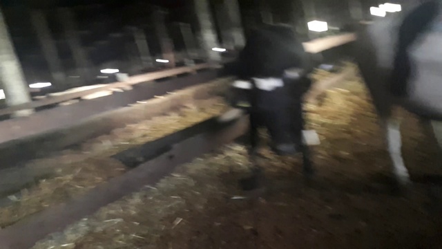 Застряла голова КОРОВЫ! Минусы старых коровников! +79656176005 WhatsApp пишите. смотреть онлайн