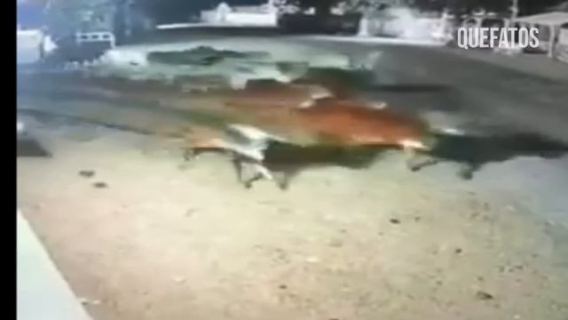 É ISSO QUE ACONTECERÁ SE O LEÃO ERRAR смотреть онлайн