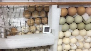 Режим Инкубация в норме Урал/Тонкости при выводе/Как бороться с повышенной влажностью