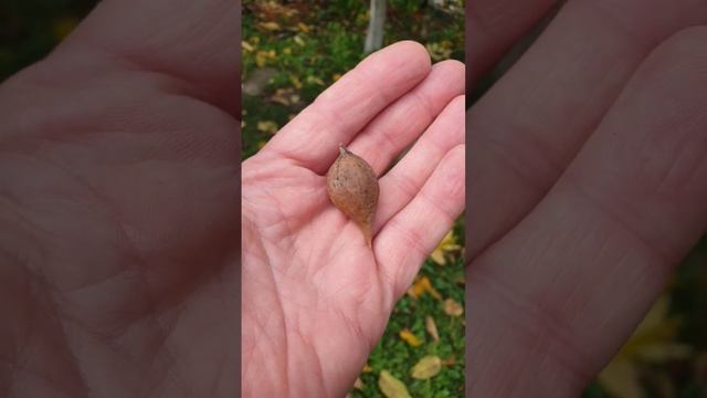 Тайна "грецкого" ореха смотреть онлайн