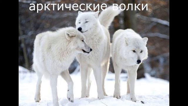 топ 10 красивых животных смотреть онлайн
