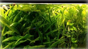 Аквариум для начинающих  С чего начать, для новичков