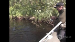 Большая кумжа! Экзамен для спиннинга Taifun Rod 2.4 м. 2-14 гр.