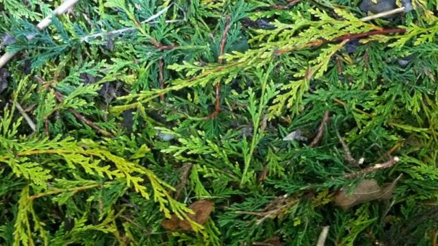 The Perfect Compost Recipe - How to Get Your Compost Heap Cooking! смотреть онлайн