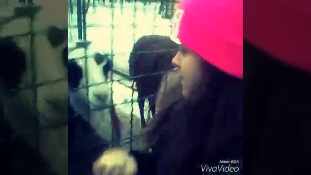 Няшные Существа:) Ферма Лам!!! :3 смотреть онлайн