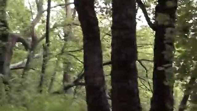 Экологический туризм в Воронеже. ч.11 смотреть онлайн