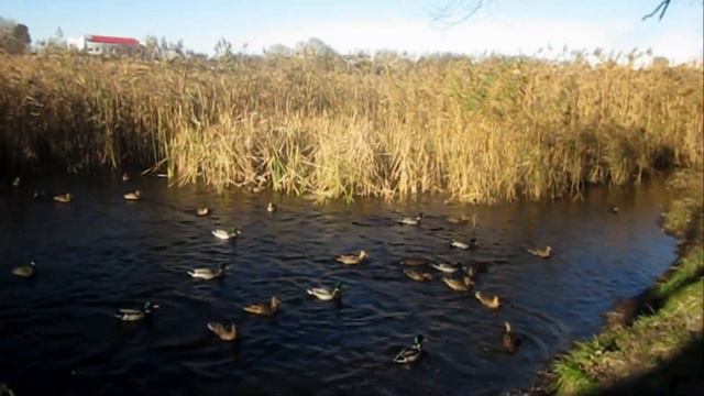 Мозырь Осень Утки в черте города смотреть онлайн