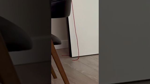 Корги и кот играют в прятки 🙈 #корги #corgi #сибирскийкот #siberiancat #котики #dog #funnycorgi смотреть онлайн