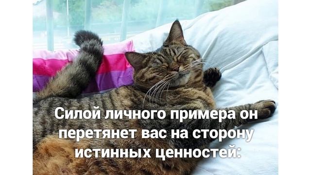 Приколы с котами. Кошачий кайф))) | Мемозг #387 смотреть онлайн