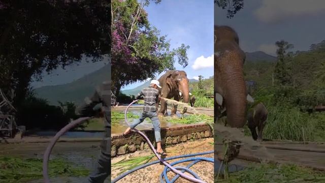 Слоны во Вьетнаме. 3 смотреть онлайн