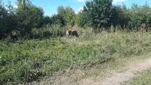 ДЖЕРСЕЙСКАЯ КОРОВА-ЭТО НЕ ВЫГОДНО!!!