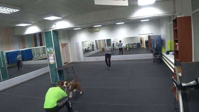 Как накачать собаку- бег с балластом смотреть онлайн