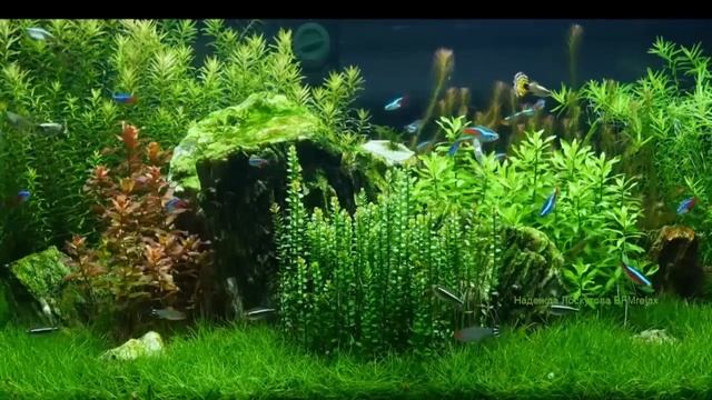11 Hours Of Relaxing Music For Sleep, Stress Relief, Insomnia, Soothing, For Relaxation. аквариум