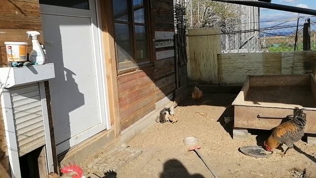 Цыплята быстро растут. Кто петушок а кто курочка? смотреть онлайн