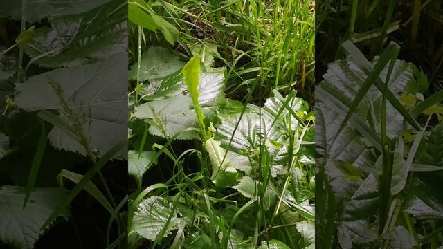 Сказка "Сад души" смотреть онлайн