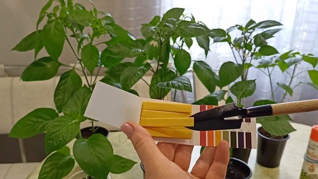 Рассада остановилась в росте.В чем причина? м-н ДАЧА г.Каменск-Уральский.12.04.2023 смотреть онлайн