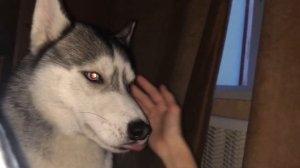 СМОТРЕТЬ ВСЕМ! ХАСКИ ВОЕТ И РАЗГОВАРИВАЕТ | Хаски Гром и Кошка Овсянка