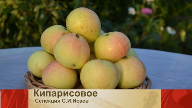 Сорта яблони советских селекционеров. Часть - 1. смотреть онлайн