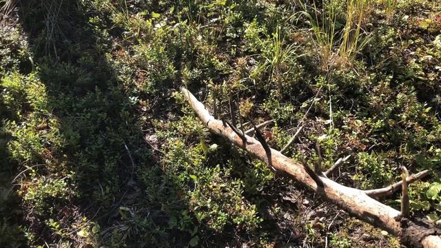 Что мы делаем в лесу