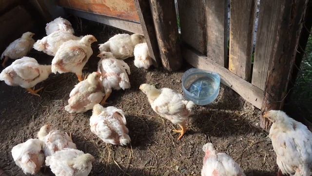 Месячные бройлеры, их вес.Что меня удивило в них смотреть онлайн